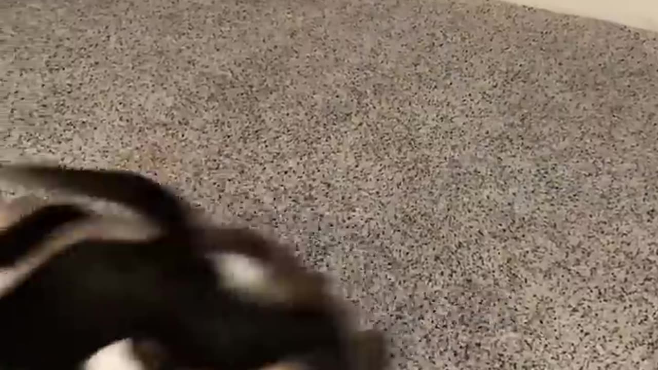 Silly Cats Caught in the Act 😆😹