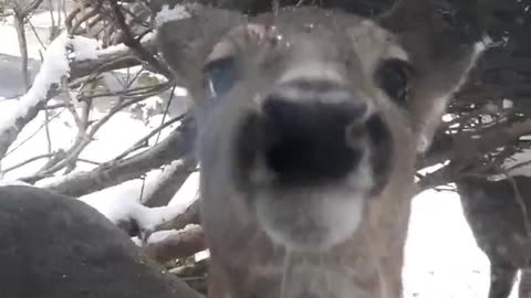 Friendly Winter Deer