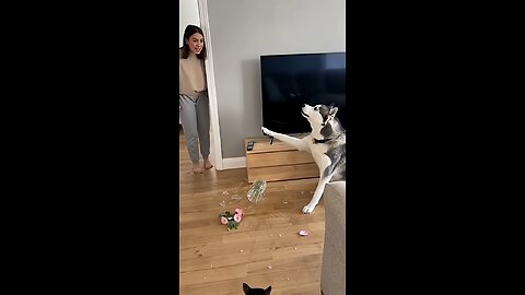 The cat framed the Dog