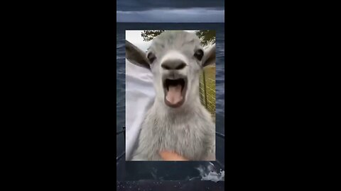 funny animals