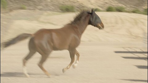 Geronimo moved to a another new yard after abdominal surgery. [EP 76] Part 2