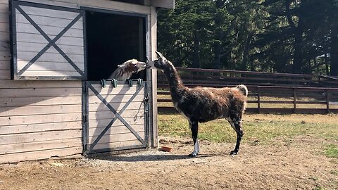 🔴FUNNIEST Farm Animals of 2024 | 60 minutes