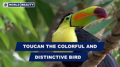 What do you know the most about Toucan | World Beauty | Toucan