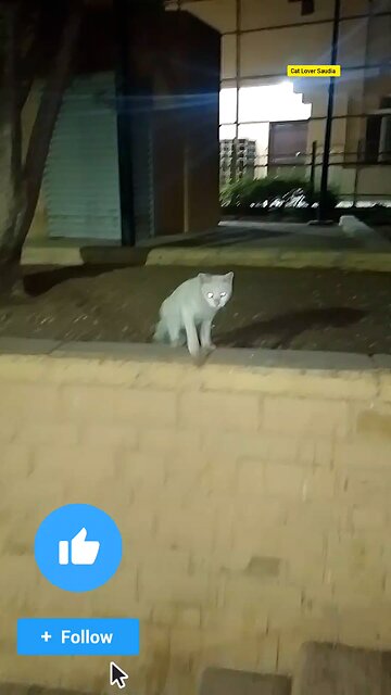 White Cat lover Saudia arbia visit fan #Cat #Lover #Saudia