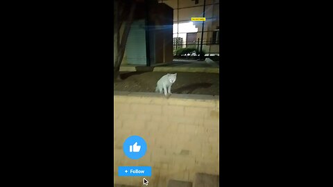 White Cat lover Saudia arbia visit fan #Cat #Lover #Saudia