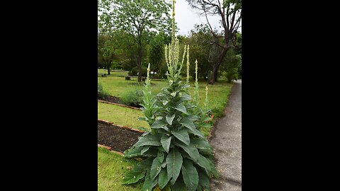 Mullein: Nature’s Field Medic