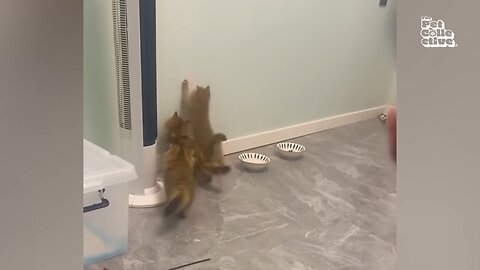 FUNNIEST Pets of The Year!