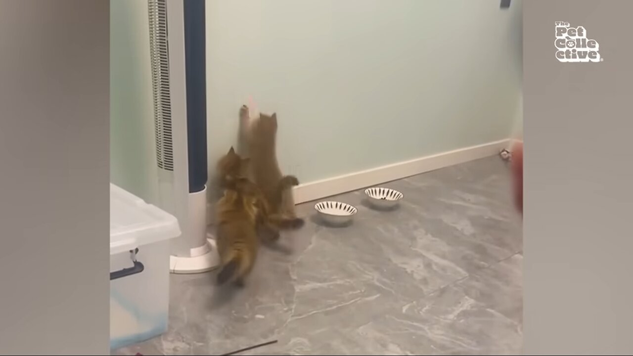 FUNNIEST Pets of The Year!