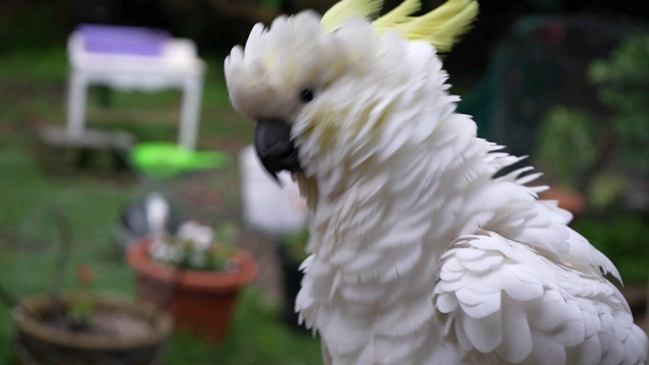 Slow Motion Cockatoos