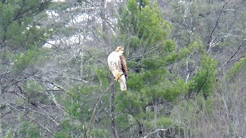 Red-tailed hawk