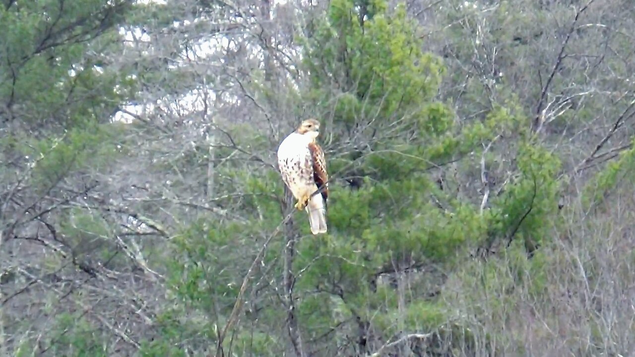 Red-tailed hawk