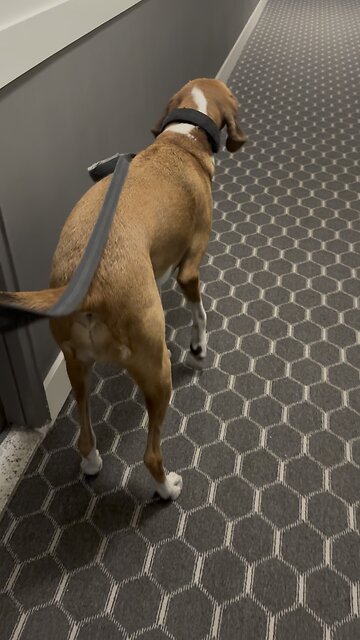 Loki meeting a cat #dogs #dog #dogshorts #catshorts #cat #cats