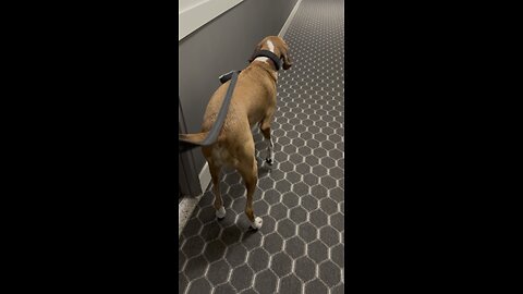 Loki meeting a cat #dogs #dog #dogshorts #catshorts #cat #cats