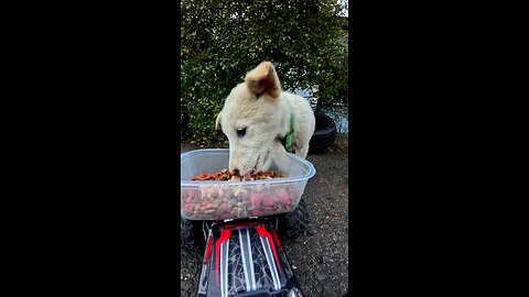 A little puppy suddenly came out of the bushes