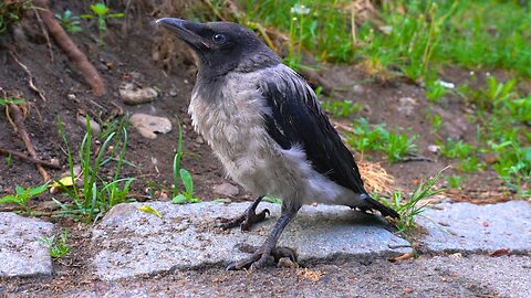 Hooded Crow Baby Fledgling is on the Road Again