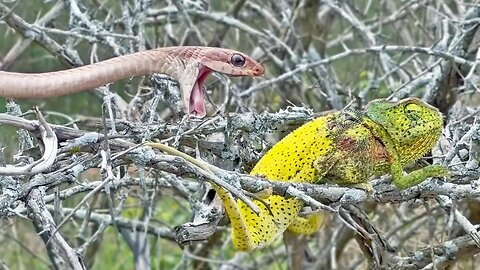 Chameleon Bites Back: Venomous Snake Gets a Surprise Defense