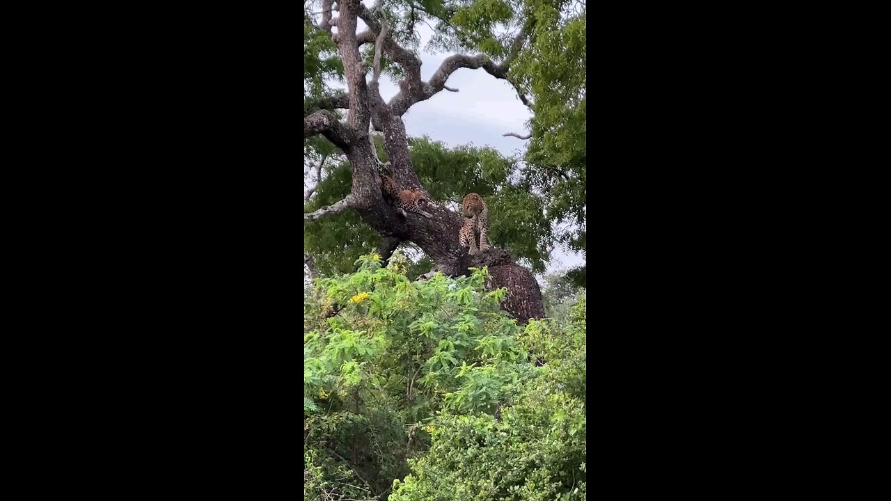 Epic Leopard Fight in Sri Lanka Jungle: A Battle in the Trees! 🐆🌿