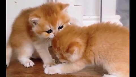 cute kittens 🥰🥰