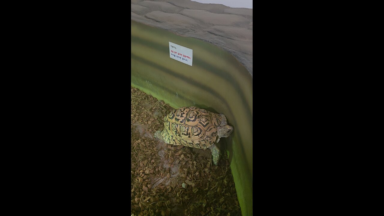 leopard tortoise