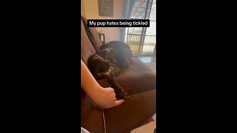 Overly Dramatic Dogs #Funny #Comedy #Dog #compilation