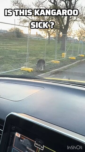Kangaroos in Australia