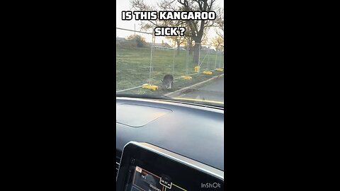 Kangaroos in Australia