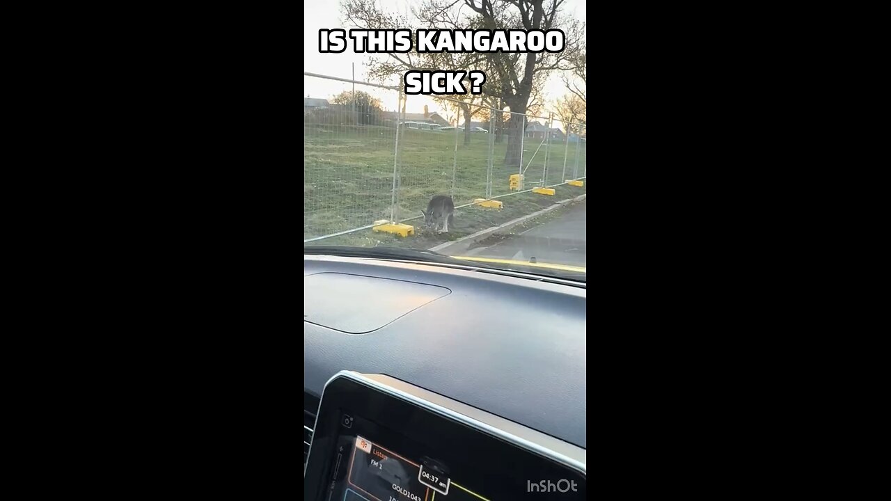 Kangaroos in Australia