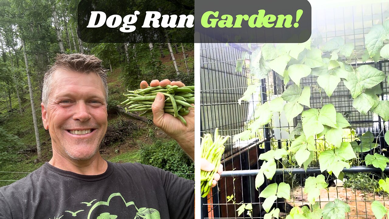 I Turned A Dog Run Into A Backyard Garden