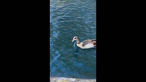 Egyptian Goose 🪿 & Mallard Ducks 🦆 #mallardducks #egyptiangoose #subscribe #shorts #viral
