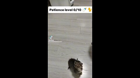 Polite Meows to full on Chaos