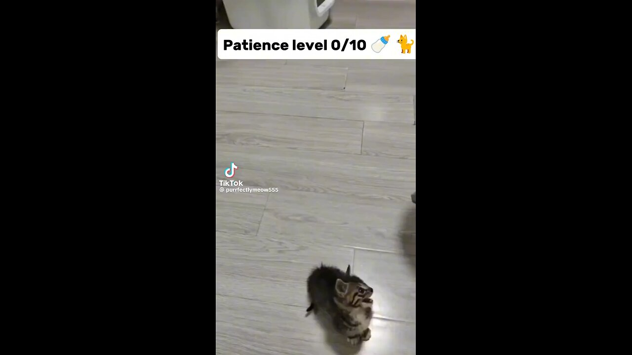 Polite Meows to full on Chaos