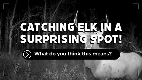 Another Year, ANother Elk