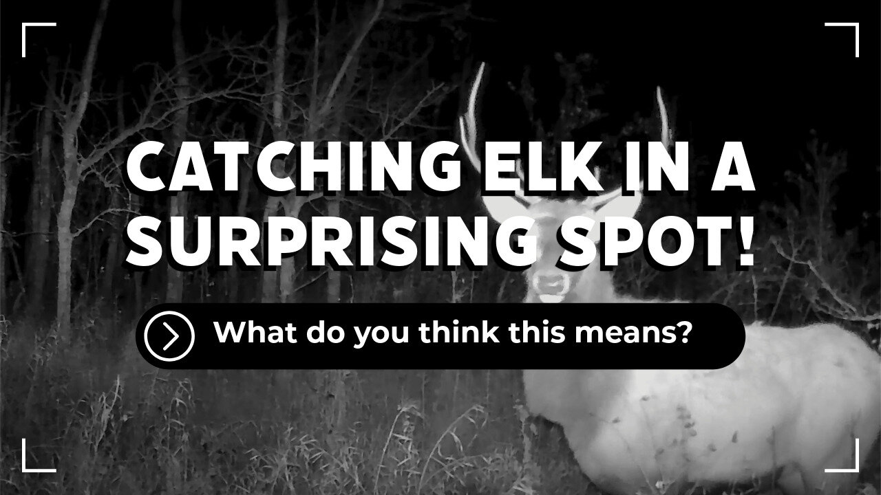 Another Year, ANother Elk