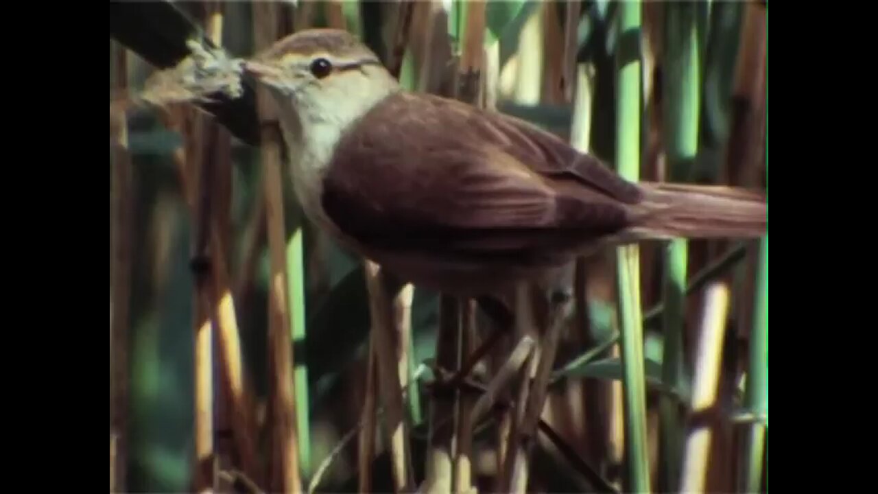 The Secret Reeds 1981