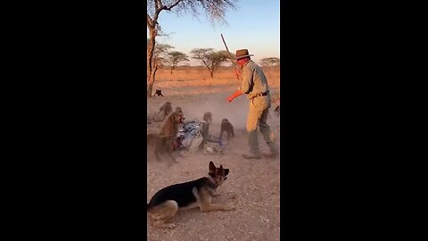 Man’s Shocking Encounter with Wild Gorilla! 🦍😱 #AfricaAdventure #WildNature #ManVsAnimal #Forest