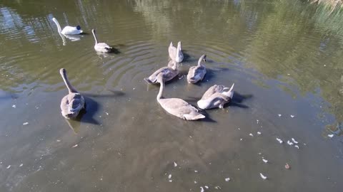 Some Incredible Mute Swan Adults & Mute Swan Cygnets