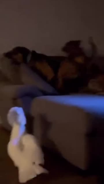 When the prehistoric monster enters the room