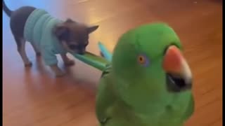 The parrot is dragging Peanuts 😂 🦜🐶