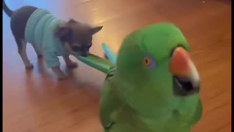 The parrot is dragging Peanuts 😂 🦜🐶