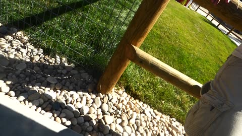 Miscellaneous Babby farms recording