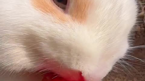 Squirrel.