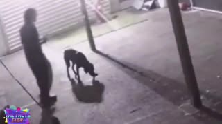 Diversity in Seattle Kennel Worker Charged After Dog Dies From Beating ha