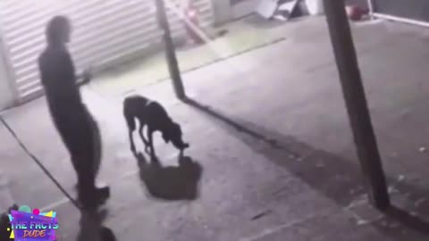 Diversity in Seattle Kennel Worker Charged After Dog Dies From Beating ha