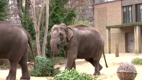 Old Christmas trees give Berlin Zoo's animals a tasty start to 2025