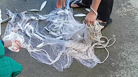 Cast net fishing: 30 fish in 30 seconds!