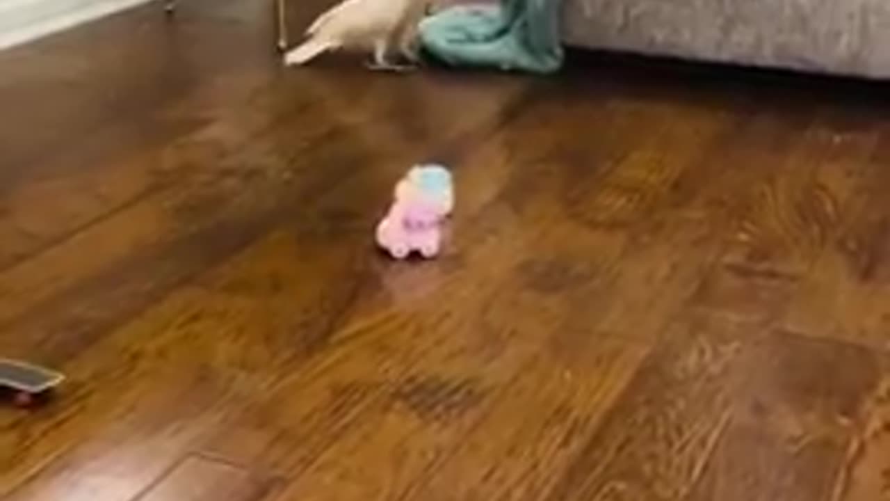 Lady arguing with a parrot