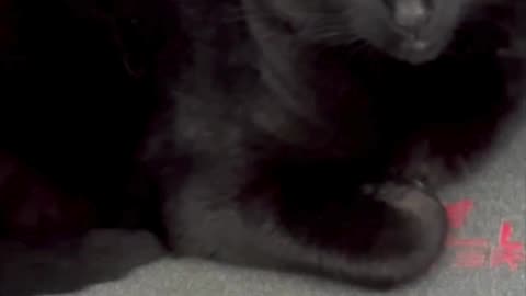 Cute Precious Piper Avoids the Spotlight - Adopting a Cat from a Shelter Vlog #shorts