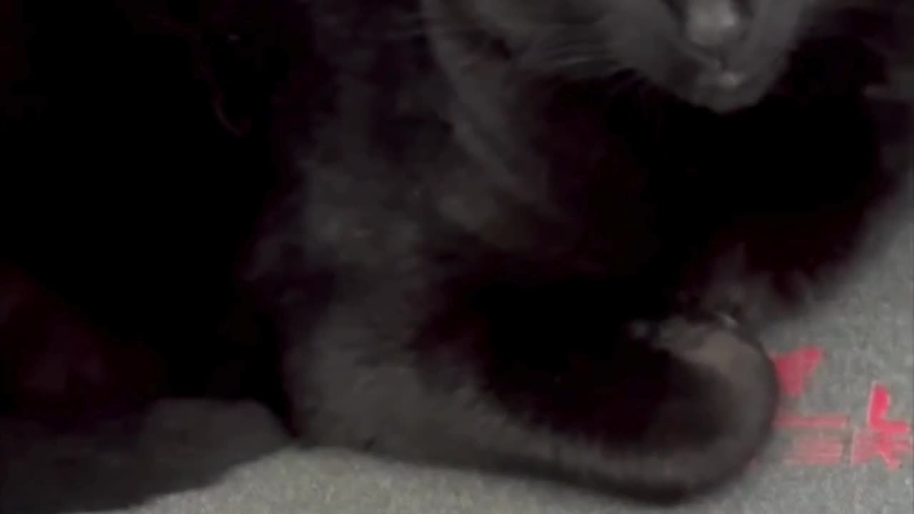 Cute Precious Piper Avoids the Spotlight - Adopting a Cat from a Shelter Vlog #shorts