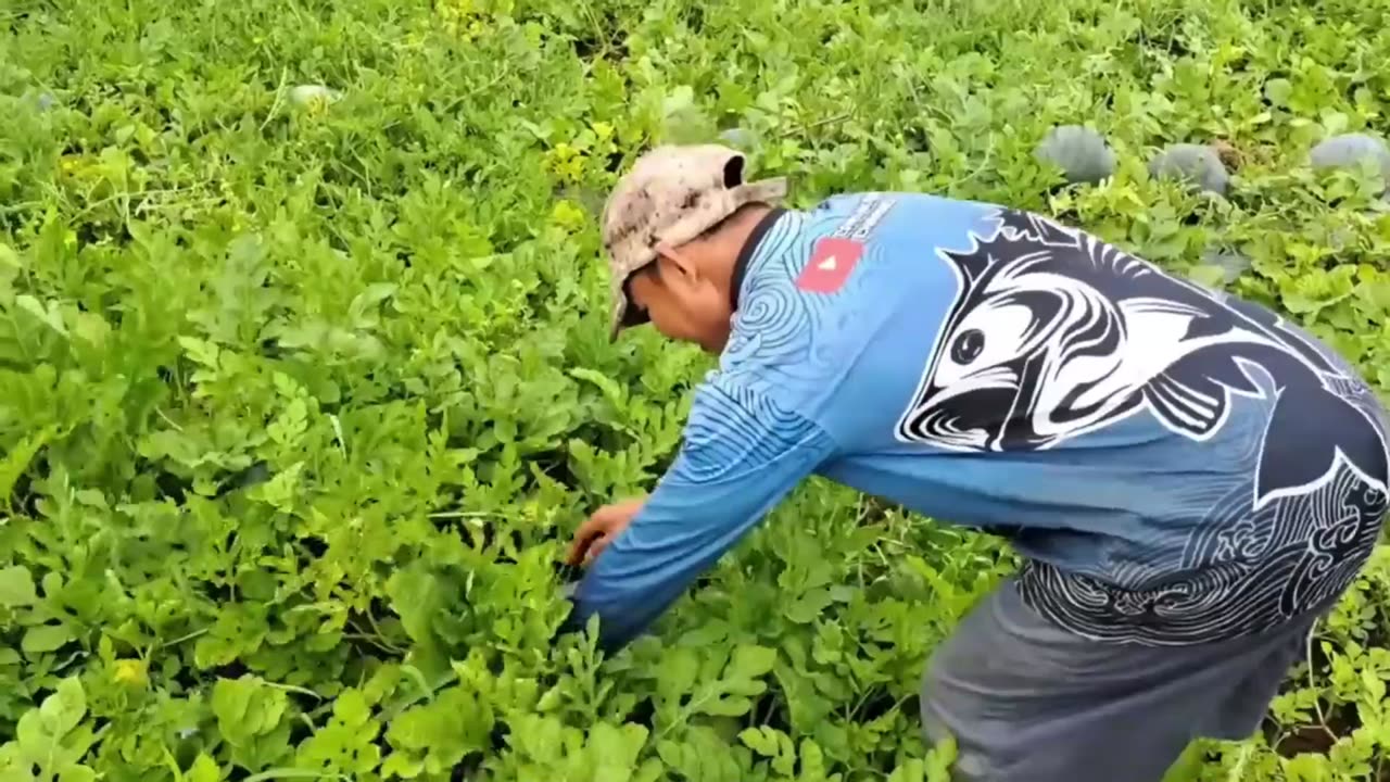 Sweet Watermelon Harvest | From Garden to Table- Part 2
