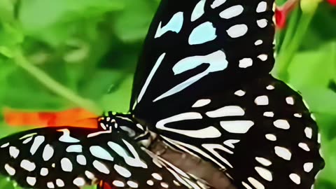 Merry Christmas butterfly 🦋